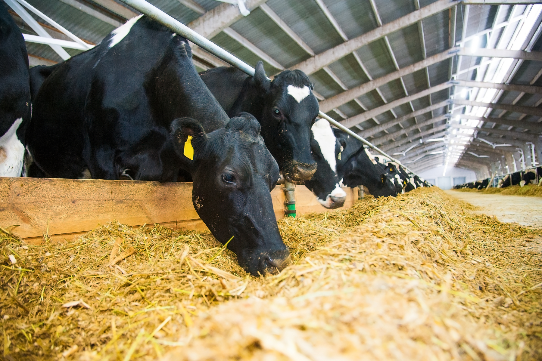 IDF and ICAR webinar host an interactive virtual event on animal welfare -  IDF - IDF is the leading source of scientific and technical expertise for  all stakeholders of the dairy chain