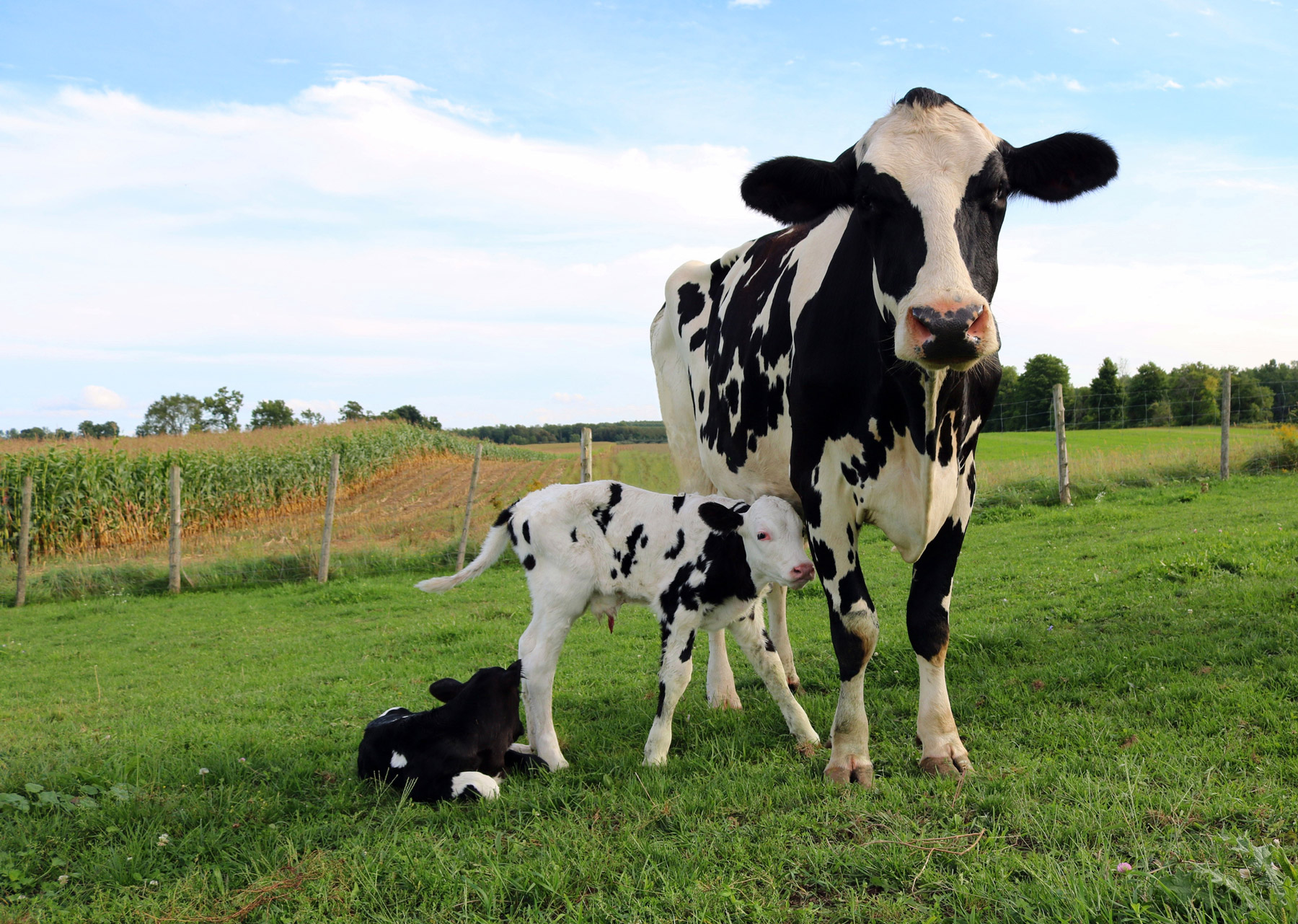 Calf care from birth to weaning - IDF - IDF is the leading source of  scientific and technical expertise for all stakeholders of the dairy chain