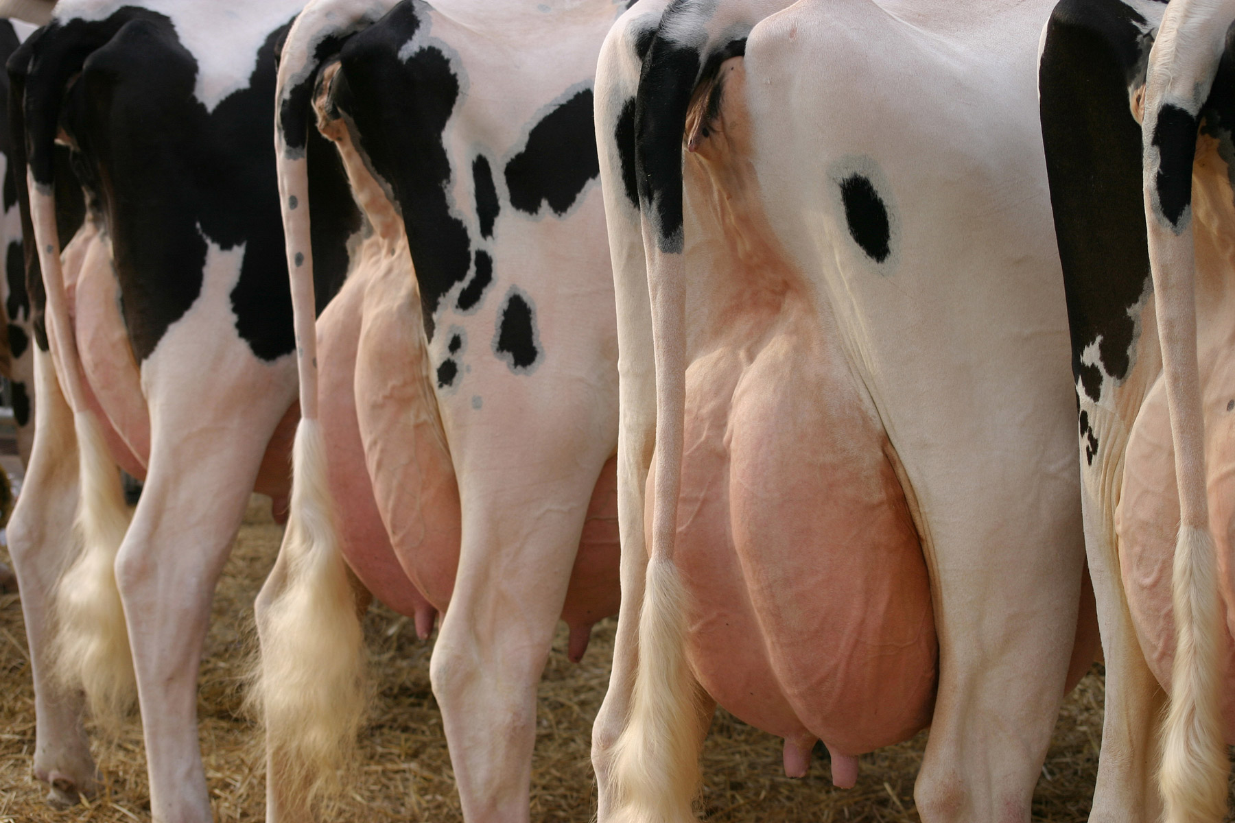 Excellent Udder Health For High Quality Milk Idf Idf Is The Leading 6137